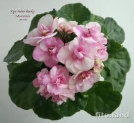 тоголок молдо исанова: 🌱🌺🌱 Продаю сортовые ДЕТКИ стандартных фиалок🌱🌺🌱. Цены от 80-150 сом — 18