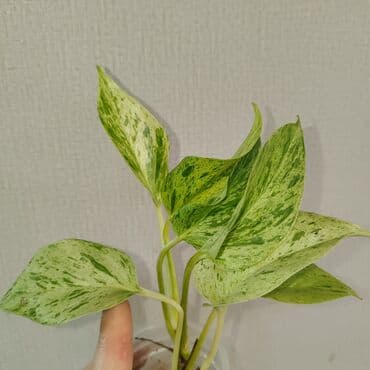 филодендрон маска: Эпипремнум Елисейские поля вариегатный 
Эпипремнум Айс квин — 2