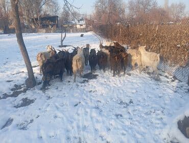 полукровка: Продаю | Коза (самка), Козёл (самец) | Полукровка | На забой, Для разведения | Племенные, Котные, Осеменитель — 5