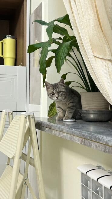 переноска для кота бишкек: Беспородная, 3 месяца, Девочка, Серый — 3