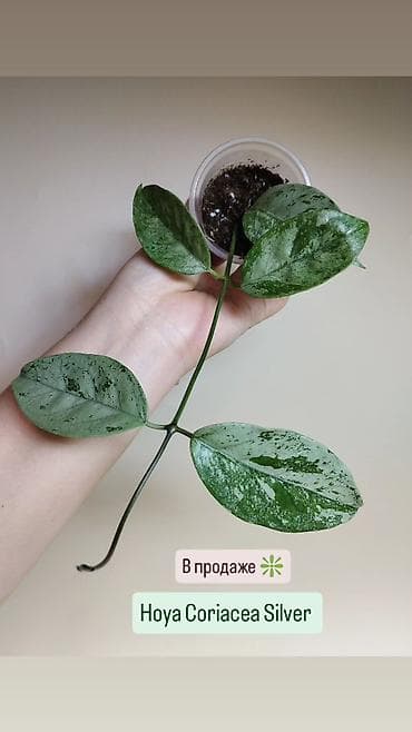эпипремнум золотистый: В продаже ❇️ Hoya Polyneura Variegata, Hoya Coriacea Silver — 2
