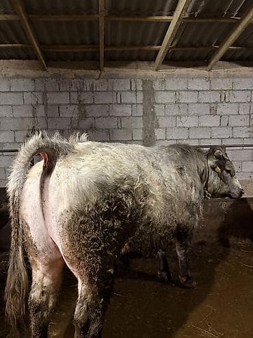 Продаю | Бык (самец) | Бельгийская | На откорм | Привязанные