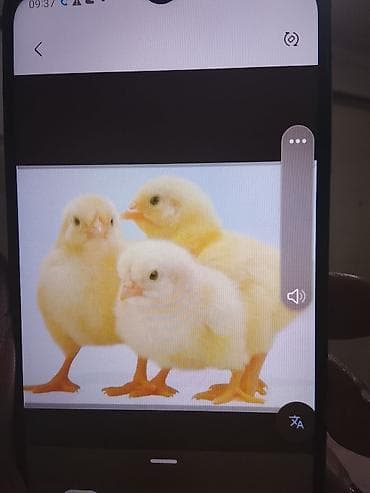 Продаю | Цыплята | Бройлерная