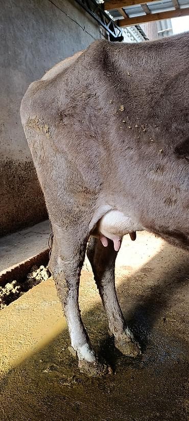 коты бесплатные: Продаю | Корова (самка) | Для молока | После отела — 2