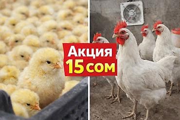 перепелиное мясо: Продаю | Петух, Цыплята | Хай-Лайн Соня Грей | На забой, Для разведения, Для боев — 1