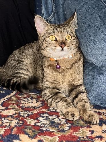 Отдам даром кошку: Даром Домашняя кошка, тигровый окрас (серо-коричневый табби) с яркими — 2