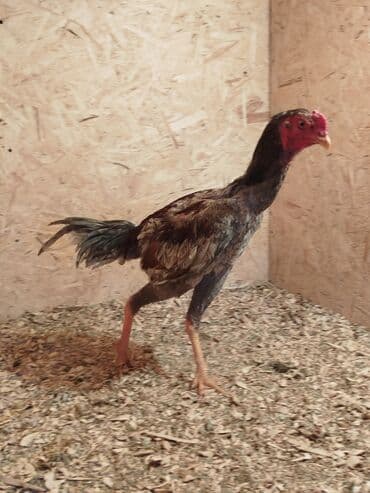 чехол на машину бишкек: Электровелосипед, Б/у — 4