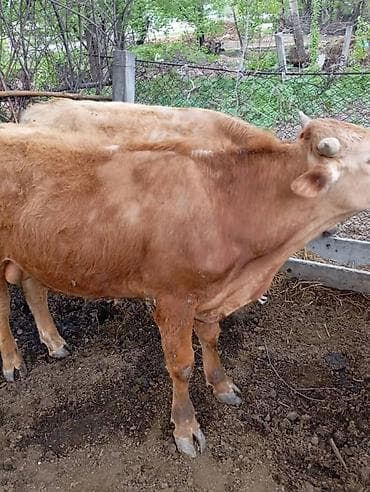 Үй жаныбарлары: Сатам | Бука (эркек) | Бордоп семиртүү үчүн — 6