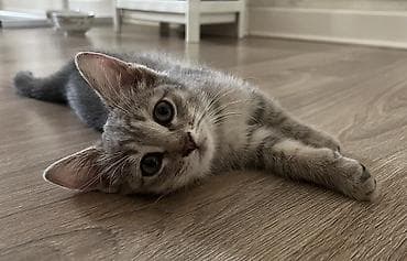 кой обмен: 3 месяца, Девочка, Серый, Приучена к лотку, Проглистована — 3