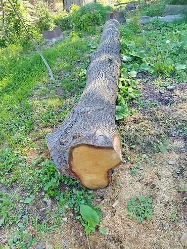 жыгач отун: Ствол дерева (бревно) цельный дуб - Порода: лиственная (по структуре — 2