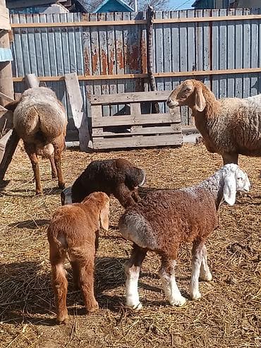 бараны породистые: Продаю | Овца (самка) | Для разведения | Матка — 5