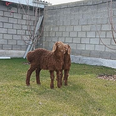 овцы токмок: Продаю | Ягненок | Для разведения | Племенные — 3