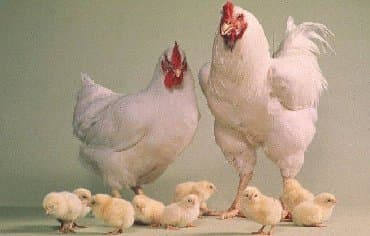 дом для кур: Продаю | Цыплята | Бройлерная | Для разведения — 1
