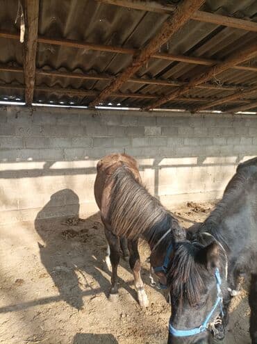 купить собаку доберман в бишкеке: Продаю | Жеребенок | Для разведения — 5