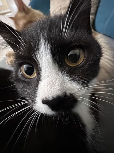 купить вислоухого котёнка: Мальчик и девочка 2-3 месяца 🙌🏻 Отдадим в хорошие руки 🩷 К лотку — 3