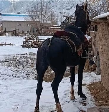 Продаю | Конь (самец) | Дончак | Рабочий
