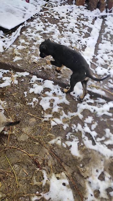 Одам бесплатно в добрые руки в Карабалте ургачы 2кучук at lalafo.kg Одам бесплатно в добрые руки в Карабалте ургачы 2кучук