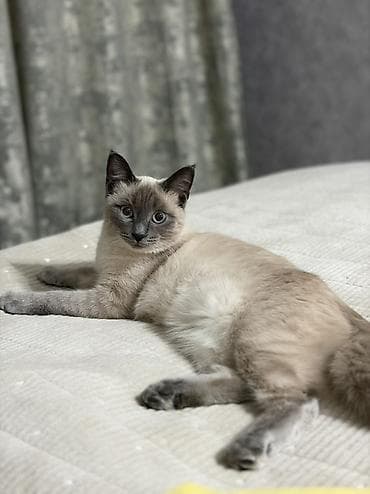 купить сиамских котят: Для кошки нужен кот на вязку — 1