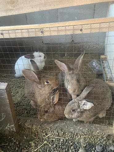 Лошади, кони: Продаю | Крольчата | Серый великан | Для разведения — 2