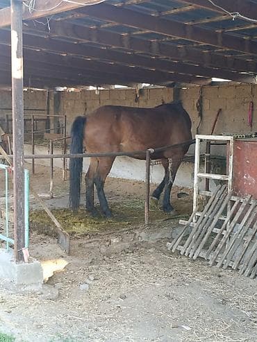 жеребенок: Продаю | Жеребенок | Рабочий | Племенные — 3