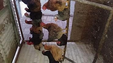 Продаю | Куры | Домашняя | Несушки