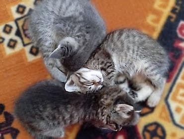 Животные: Котята серого и тигрового окраса - Порода: домашние короткошёрстные — 3