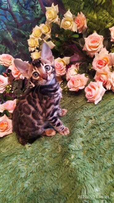 куда можно отдать собаку в бишкеке: Бенгальская, 2 месяца, Девочка — 9