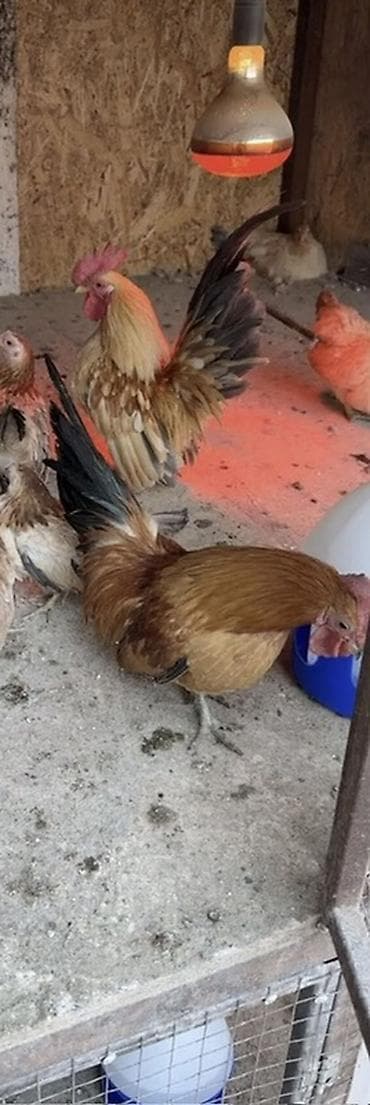 дикоративные куры: Продаю | Цыплята | Для разведения, Несушки — 3