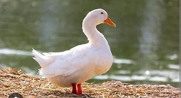 Белые утки (порода типа пекинской) Описание: - Крупные мясные утки с