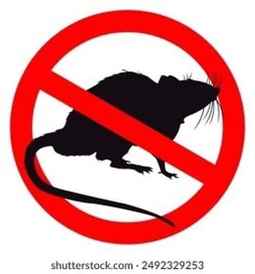 уничтожение вредителей: Дезинфекциялоо, дезинсекциялоо, | Чычкандар жана келемиштер, | Батирлер — 2