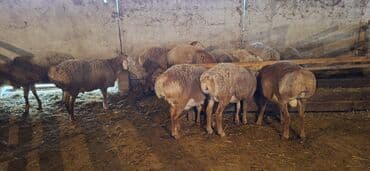 уй айдаган ит: Сатам | Кочкор (эркек) | Арашан — 7