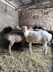 продажа щенков немецкой овчарки с документами в бишкеке: Продаю | Овца (самка) | Для разведения, Для шерсти, На забой | Матка, Ярка, Кастрированные — 7