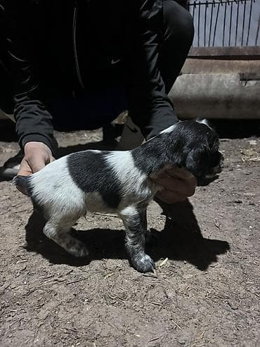 бенгальская кошка домашняя: Щенок с черно-белым окрасом, коротким хвостиком и плотным костяком — 4