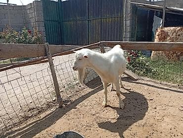 сүттү эчки: Сатам | Эчки (ургаачы) | Сүт алуу үчүн | Асыл тукумдуу — 9