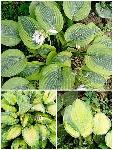 В наличии много разной хосты, спрашивайте. есть подешевле