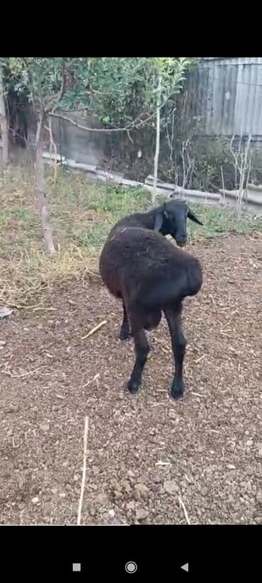 племенные коровы молочные купить: Продаю | Баран (самец) | Для разведения — 8