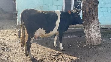 Продаю | Корова (самка) | Для молока at lalafo.kg Продаю | Корова (самка) | Для молока