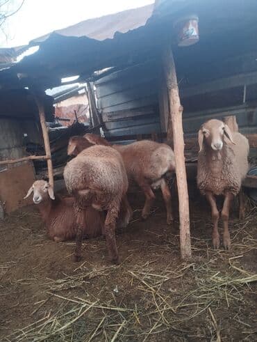 бирки для животных: Продаю | Овца (самка) | Для разведения | Матка — 4