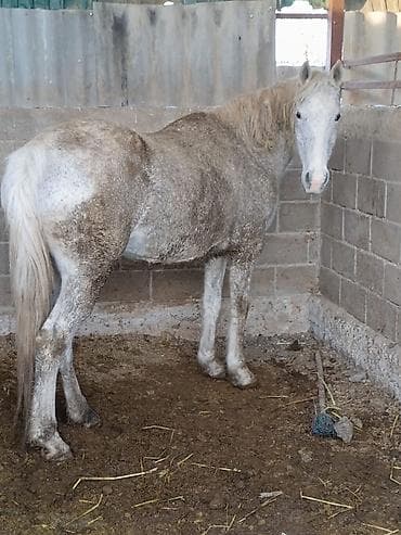 Продаю | Кобыла (самка) | Для разведения