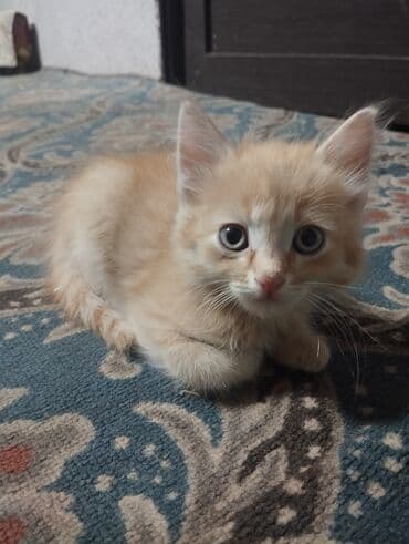 продажа домашних животных: Котята домашних окрасов - Возраст: примерно 1,5–3 месяца (на фото — 3