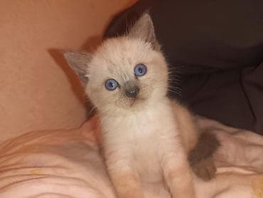 Котёнок с голубыми глазами, колор-пойнт (светлая шерсть с тёмными