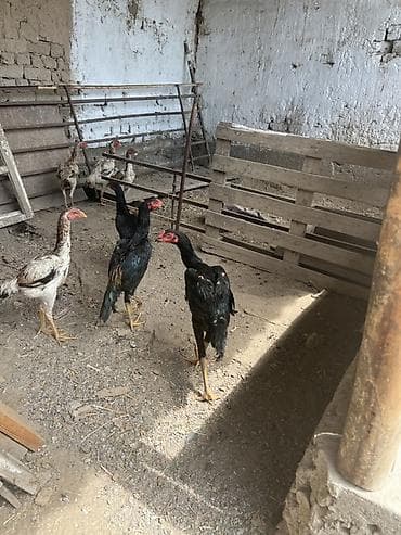 куры простые: Продаю | Куры | Бойцовая | Для разведения — 3