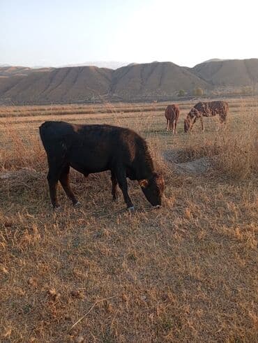 Кемирүүчүлөр: Сатам | Бука (эркек) | Бордоп семиртүү үчүн | Байланган — 1