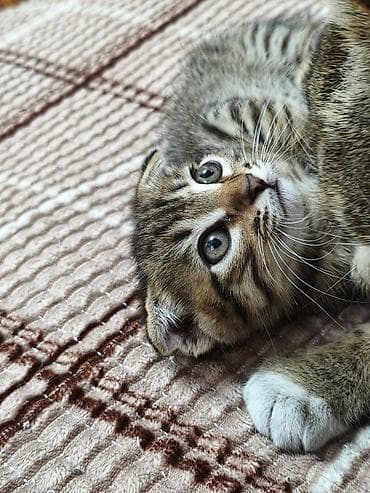 кошки коты котята: Котёнок-полосатик скотиш страйт с большими круглыми глазами. Короткая — 1