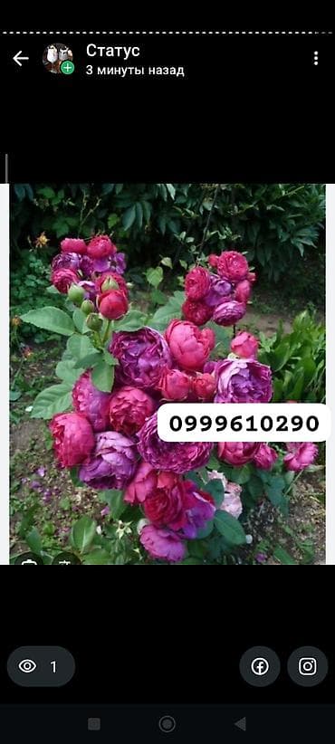 семена расторопши: Саженцы цветка: Розы — 5