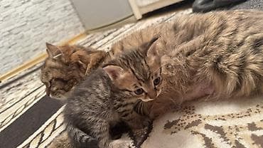 трехцветная кошка: Раздаем котят!!! помогите найти дом!! — 6