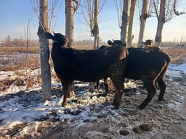 Кошки: Продаю | Тёлка | Алатауская | Для разведения | Стельные — 2