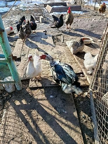 утки утята: Продам семейку индоуток, селезень и две уточки, уже гнездятся, хорошие — 1