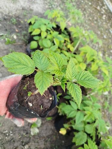 черешня купить: Малина элита сорт! Полонез! чачырабайт цвет: яркорозовый вкус  — 9