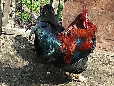 животные в ош: Продаю Петушков — 2